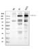 Collagen Type I Alpha 1 Chain antibody, PA2140-1, Boster Biological Technology, Western Blot image 