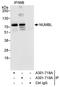 NUMBL antibody, A301-719A, Bethyl Labs, Immunoprecipitation image 