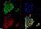 Anterior Gradient 2, Protein Disulphide Isomerase Family Member antibody, NBP1-05936, Novus Biologicals, Immunocytochemistry image 