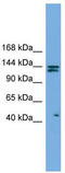IARS antibody, TA334485, Origene, Western Blot image 