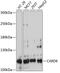 Caspase Recruitment Domain Family Member 6 antibody, 15-212, ProSci, Western Blot image 