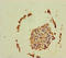 DNA replication complex GINS protein PSF2 antibody, A51409-100, Epigentek, Immunohistochemistry paraffin image 