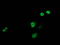 Jun Proto-Oncogene, AP-1 Transcription Factor Subunit antibody, M02038-1, Boster Biological Technology, Immunofluorescence image 