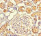 Vitelline membrane outer layer protein 1 homolog antibody, LS-C399040, Lifespan Biosciences, Immunohistochemistry paraffin image 