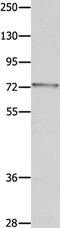 Mucin 20, Cell Surface Associated antibody, PA5-50238, Invitrogen Antibodies, Western Blot image 