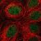 Guanine Deaminase antibody, NBP1-87454, Novus Biologicals, Immunofluorescence image 