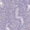 SLC30A3 antibody, PA5-63864, Invitrogen Antibodies, Immunohistochemistry frozen image 