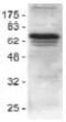 IAP2 antibody, ab2399, Abcam, Western Blot image 
