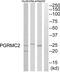 Progesterone Receptor Membrane Component 2 antibody, PA5-39235, Invitrogen Antibodies, Western Blot image 