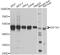 Eukaryotic Translation Elongation Factor 1 Alpha 1 antibody, A0974, ABclonal Technology, Western Blot image 