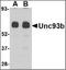 Unc-93B1 antibody, orb88394, Biorbyt, Western Blot image 