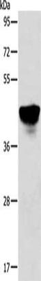 Abhydrolase Domain Containing 5 antibody, CSB-PA072974, Cusabio, Western Blot image 