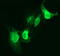 CD163 antibody, M00812-3, Boster Biological Technology, Immunofluorescence image 