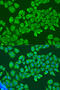 Imp2 antibody, 18-801, ProSci, Immunofluorescence image 