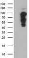 Phosphoinositide-3-Kinase Adaptor Protein 1 antibody, TA501762, Origene, Western Blot image 