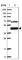 Makorin Ring Finger Protein 2 antibody, HPA037560, Atlas Antibodies, Western Blot image 