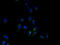 Yip1 Domain Family Member 4 antibody, A61810-100, Epigentek, Immunofluorescence image 