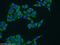 Coiled-Coil Domain Containing 105 antibody, 24026-1-AP, Proteintech Group, Immunofluorescence image 