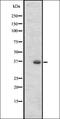 Olfactory Receptor Family 2 Subfamily T Member 27 antibody, orb335662, Biorbyt, Western Blot image 