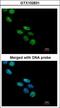 NOVA Alternative Splicing Regulator 1 antibody, LS-B12455, Lifespan Biosciences, Immunocytochemistry image 