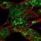 Ribosomal Protein S6 Kinase A6 antibody, HPA002852, Atlas Antibodies, Immunofluorescence image 