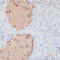 PTP-NP antibody, 15-722, ProSci, Immunohistochemistry paraffin image 