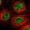 Frizzled-10 antibody, HPA014485, Atlas Antibodies, Immunocytochemistry image 