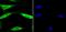 Ubiquitin carboxyl-terminal hydrolase 13 antibody, NBP2-75699, Novus Biologicals, Immunofluorescence image 