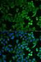 NPR2 Like, GATOR1 Complex Subunit antibody, LS-C334346, Lifespan Biosciences, Immunofluorescence image 