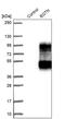 Equatorin antibody, PA5-53277, Invitrogen Antibodies, Western Blot image 