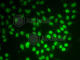 Small Nuclear Ribonucleoprotein D1 Polypeptide antibody, A7216, ABclonal Technology, Immunofluorescence image 