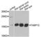 Fatty Acid Binding Protein 12 antibody, PA5-76451, Invitrogen Antibodies, Western Blot image 