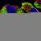 FMR1 Autosomal Homolog 1 antibody, HPA018246, Atlas Antibodies, Immunofluorescence image 