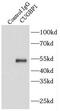 CUGBP Elav-Like Family Member 1 antibody, FNab02071, FineTest, Immunoprecipitation image 