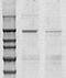 Atrial natriuretic peptide-converting enzyme antibody, TA354595, Origene, Western Blot image 