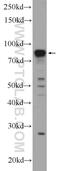 Family With Sequence Similarity 114 Member A1 antibody, 21638-1-AP, Proteintech Group, Western Blot image 