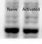 JMJ antibody, NB100-2214, Novus Biologicals, Western Blot image 