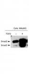 SMAD Family Member 3 antibody, TA319189, Origene, Western Blot image 