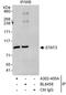 STAT3 antibody, A302-405A, Bethyl Labs, Immunoprecipitation image 