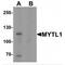 Myelin Transcription Factor 1 Like antibody, MBS153519, MyBioSource, Western Blot image 