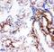 Collagen Type I Alpha 1 Chain antibody, PA2140-2, Boster Biological Technology, Immunohistochemistry frozen image 