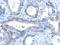 Ring Finger Protein 166 antibody, GTX119570, GeneTex, Immunohistochemistry paraffin image 