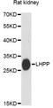 Phospholysine Phosphohistidine Inorganic Pyrophosphate Phosphatase antibody, A14342, ABclonal Technology, Western Blot image 