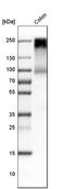 Carcinoembryonic Antigen Related Cell Adhesion Molecule 5 antibody, HPA019758, Atlas Antibodies, Western Blot image 