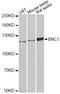 Basonuclin 1 antibody, abx125571, Abbexa, Western Blot image 