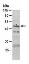 Cullin-4A antibody, orb66955, Biorbyt, Western Blot image 