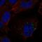 Sphingosine 1-phosphate receptor 1 antibody, HPA075568, Atlas Antibodies, Immunocytochemistry image 