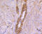 Caveolin-2 antibody, 13-798, ProSci, Immunohistochemistry paraffin image 