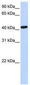 TAR DNA Binding Protein antibody, TA339448, Origene, Western Blot image 