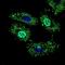 Negative Elongation Factor Complex Member A antibody, NBP2-37394, Novus Biologicals, Immunofluorescence image 
